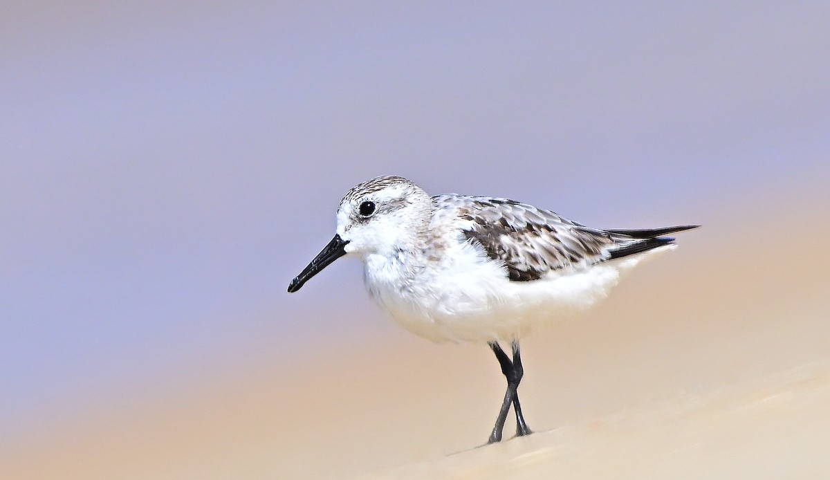 Bécasseau sanderling - ML644518163
