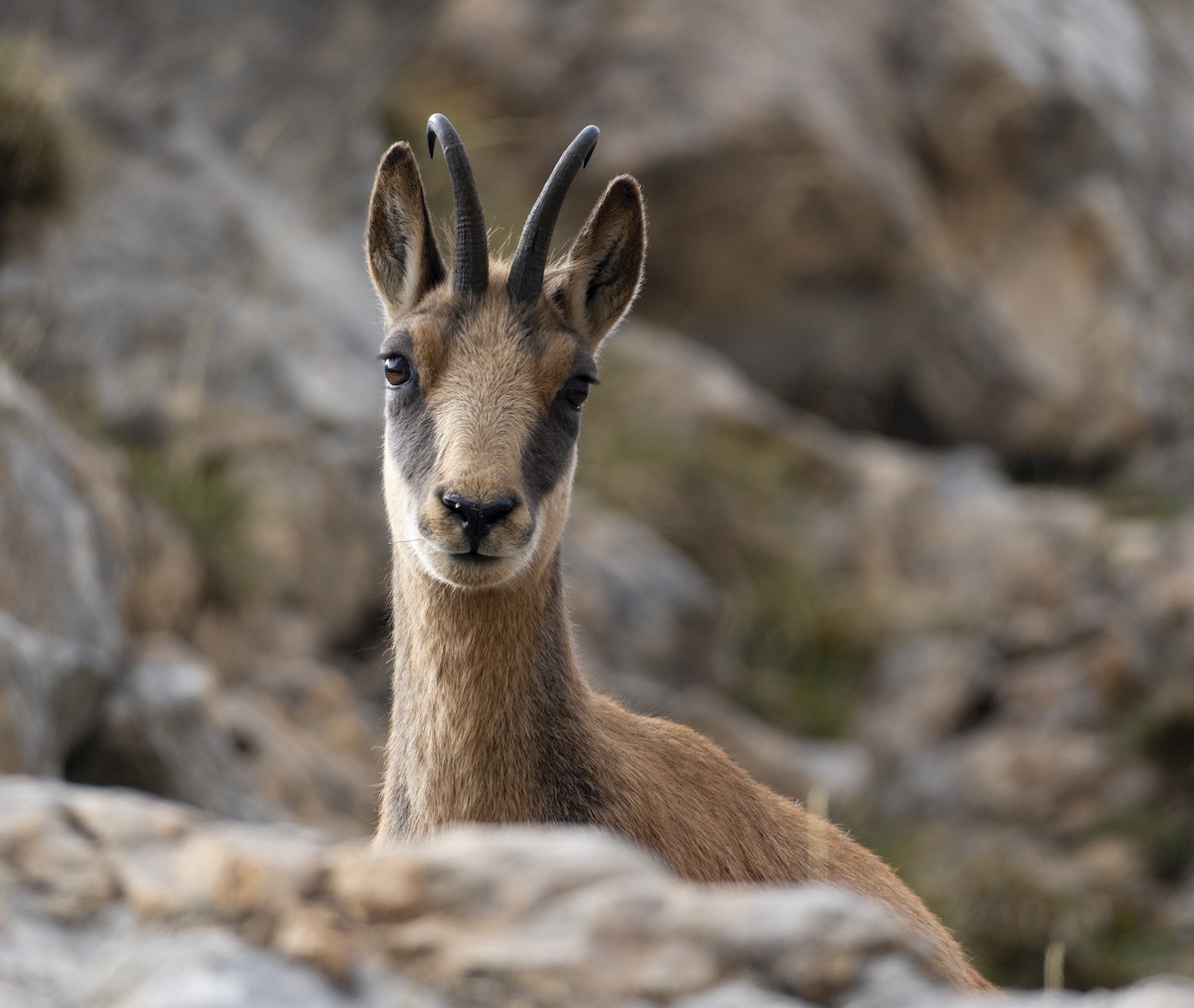 臆羚屬 - ML644518171