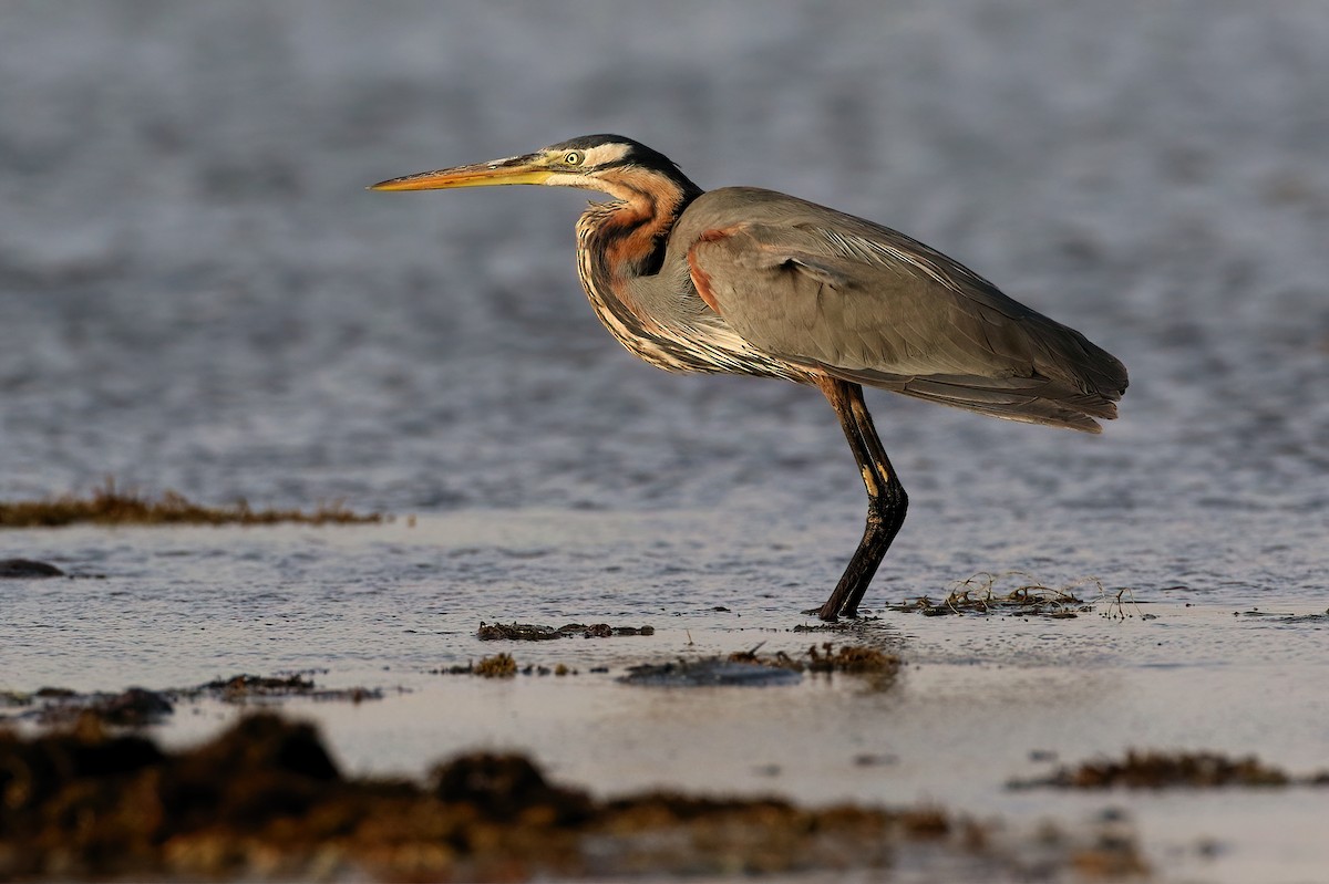אנפה ארגמנית - ML644518174