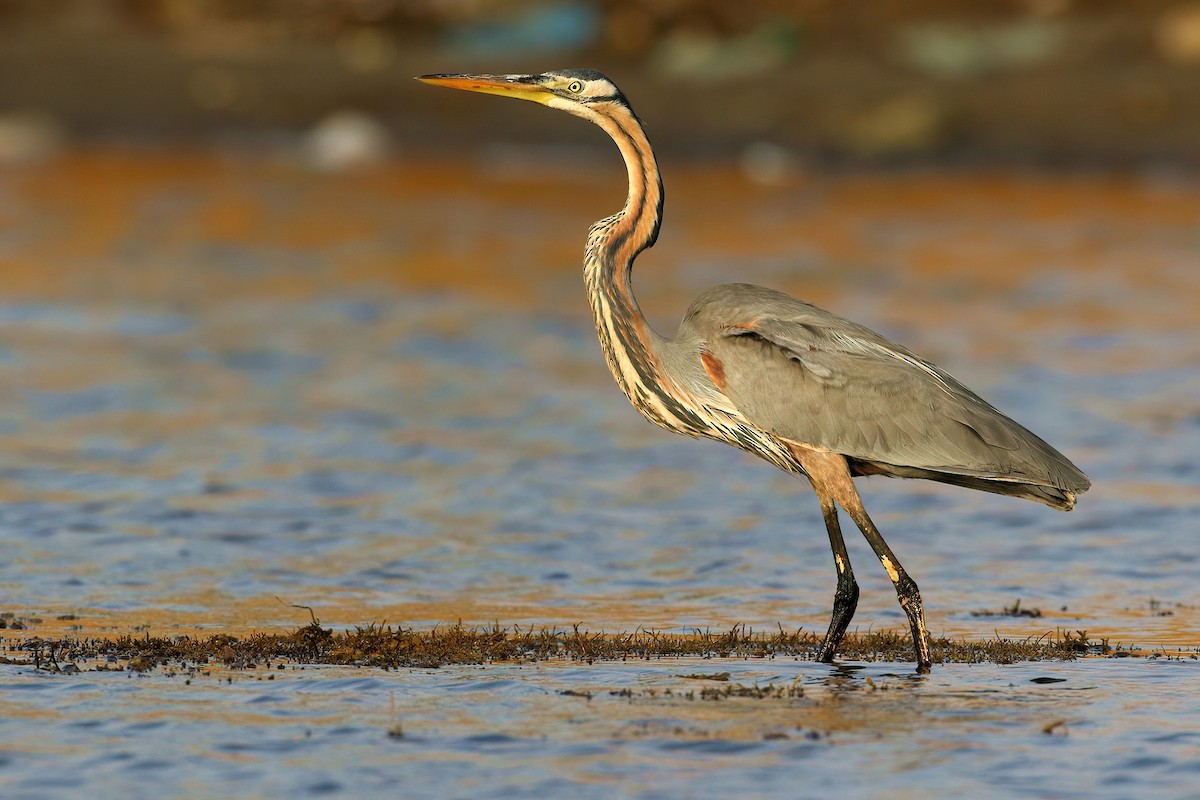 אנפה ארגמנית - ML644518175