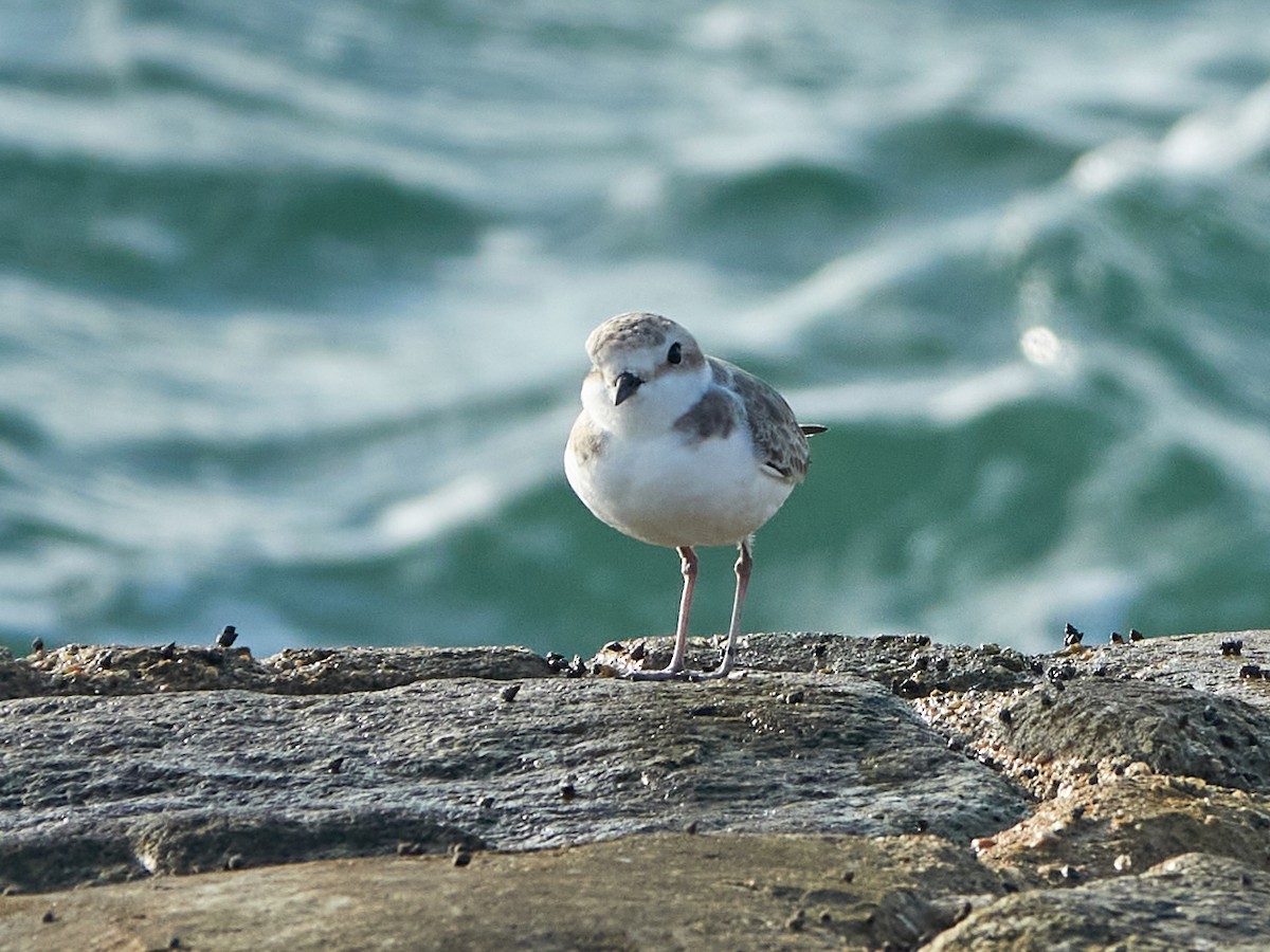 arkipello - ML644518185