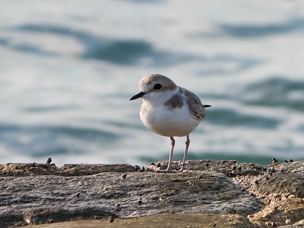 arkipello - ML644518186