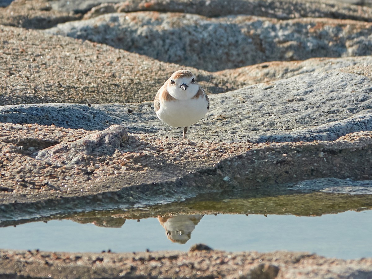 arkipello - ML644518187