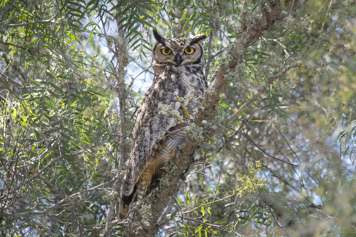 Lesser Horned Owl - ML644518196