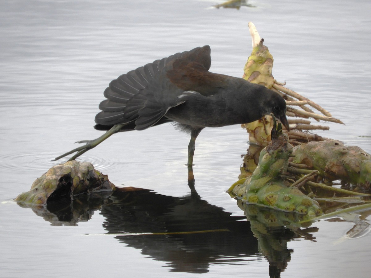 amerikasivhøne - ML644518199