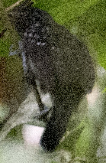 Black-hooded Antshrike - ML644518218