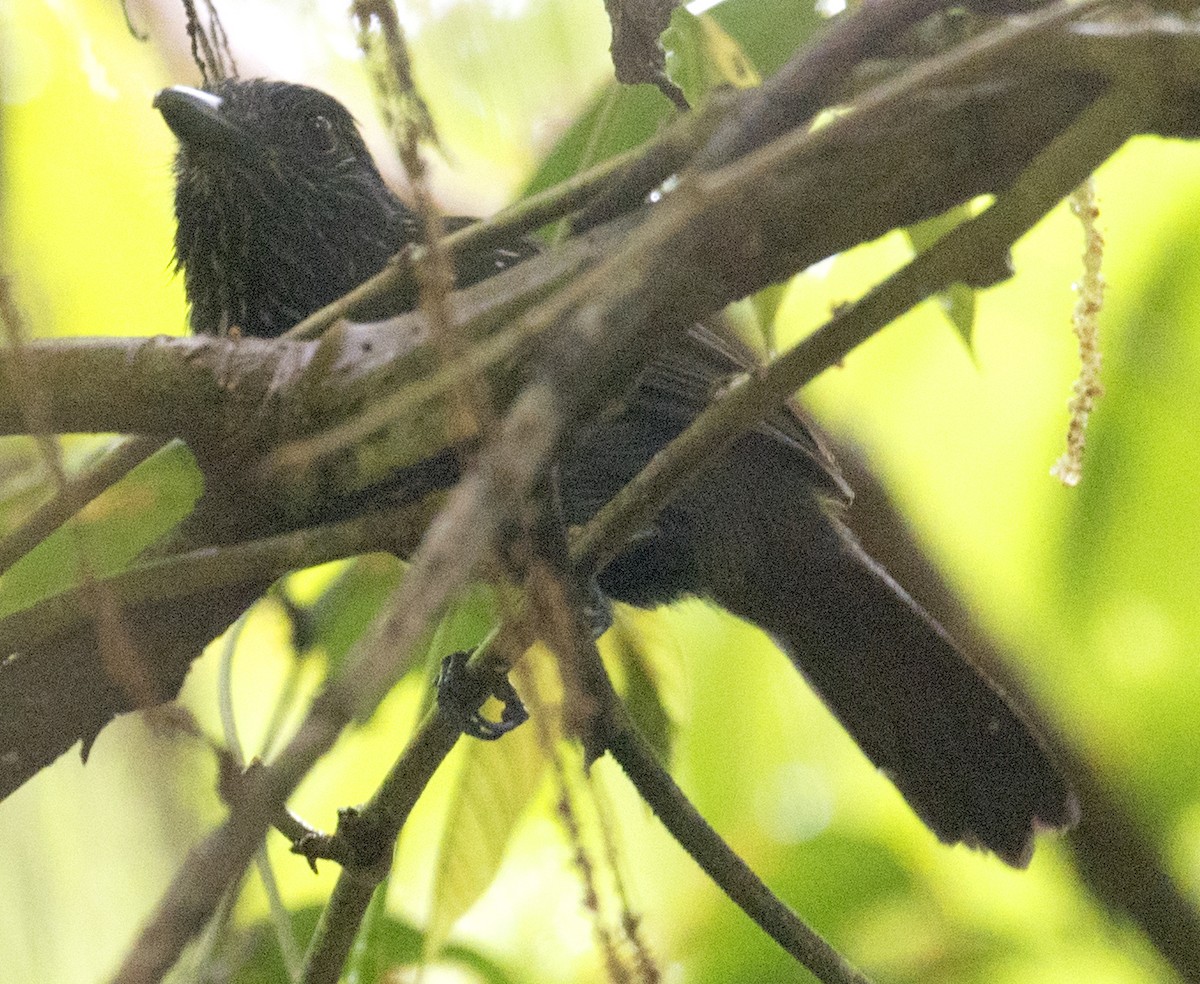 Black-hooded Antshrike - ML644518219
