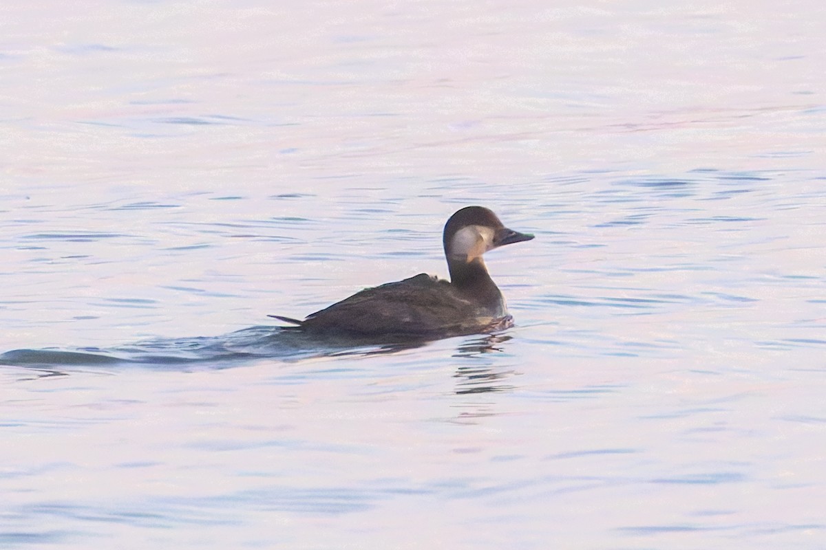 Black Scoter - ML644518220