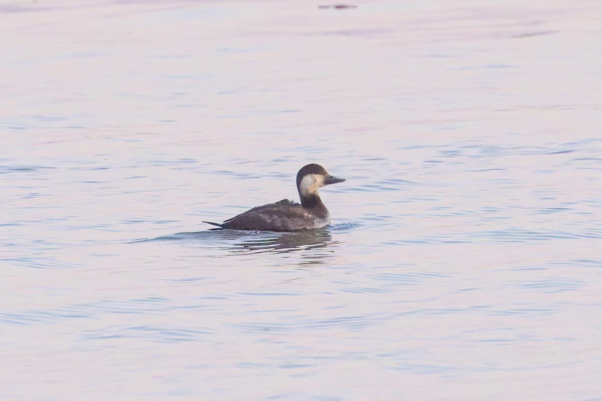 Black Scoter - ML644518221