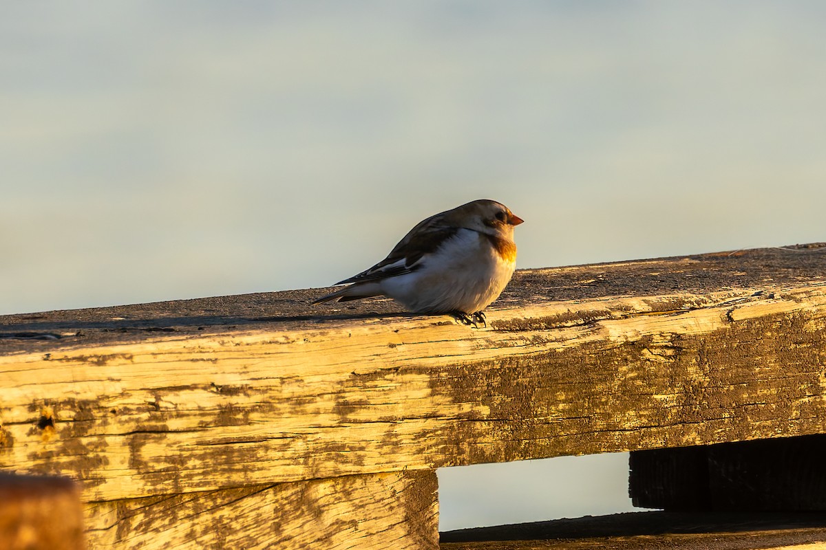 Цасч хөмрөг - ML644518224