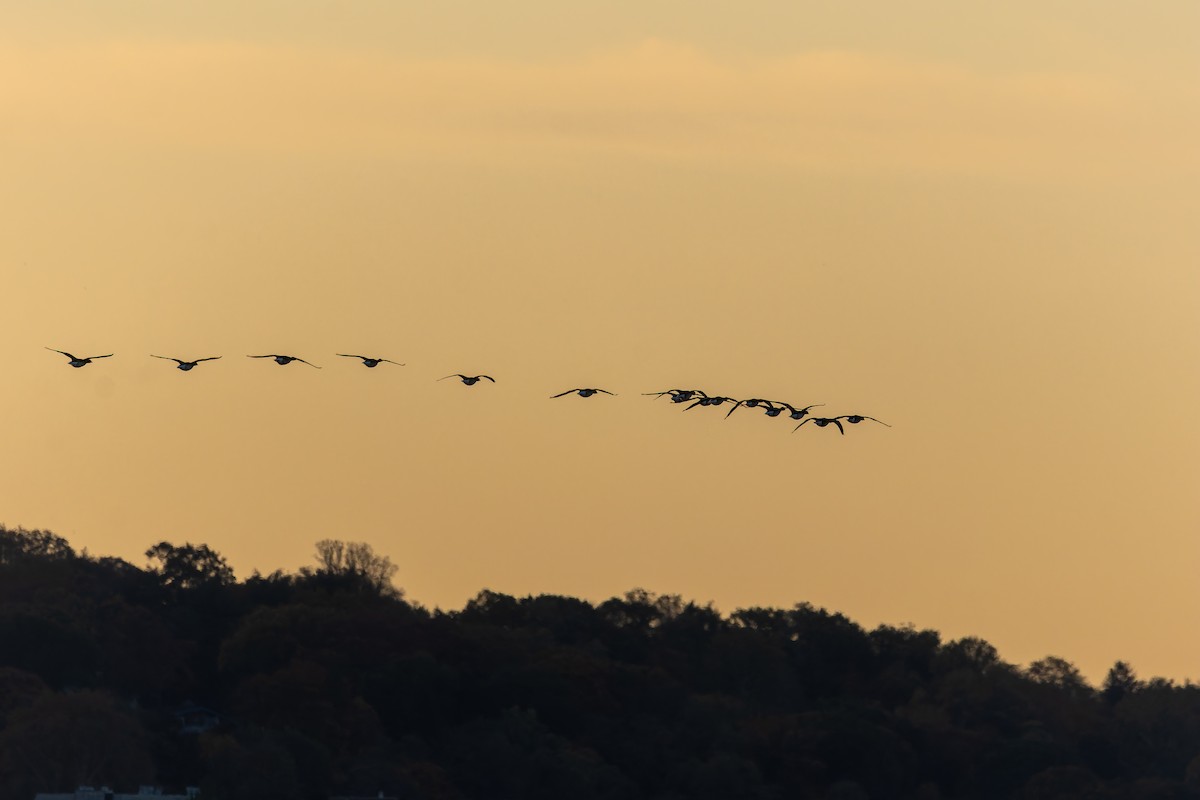 Хар толгойт галуу - ML644518233