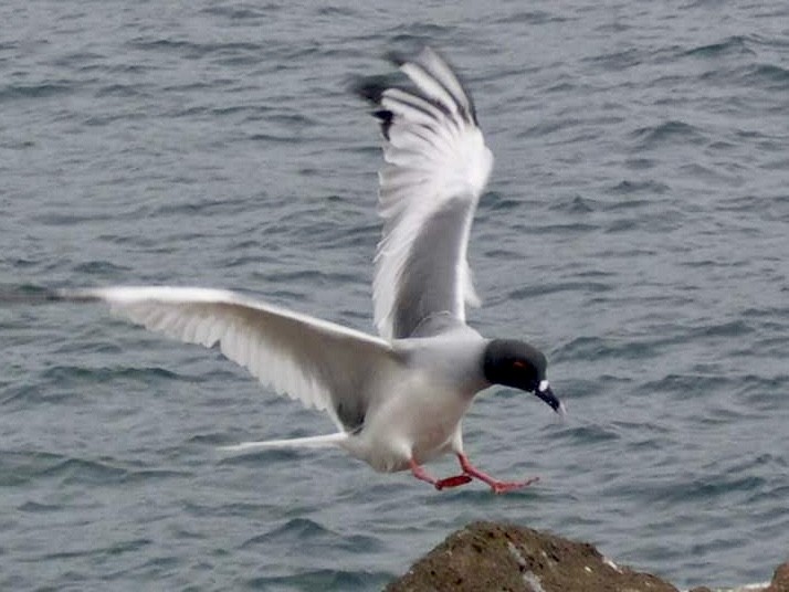 Swallow-tailed Gull - ML644518235