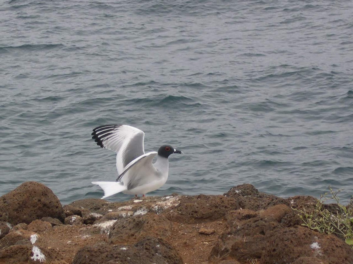 Swallow-tailed Gull - ML644518236