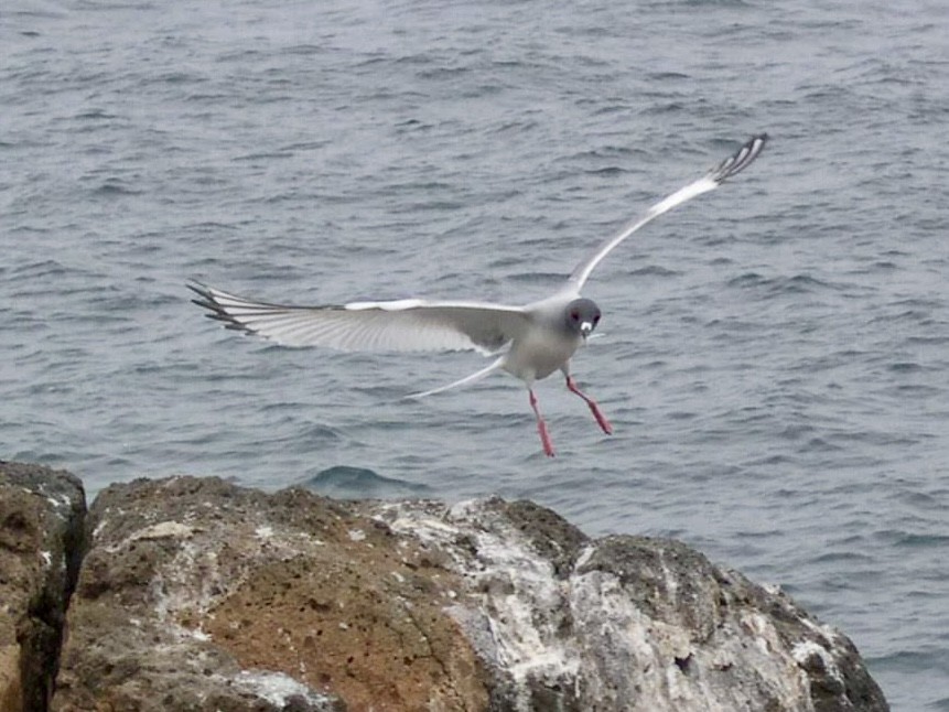 Swallow-tailed Gull - ML644518237