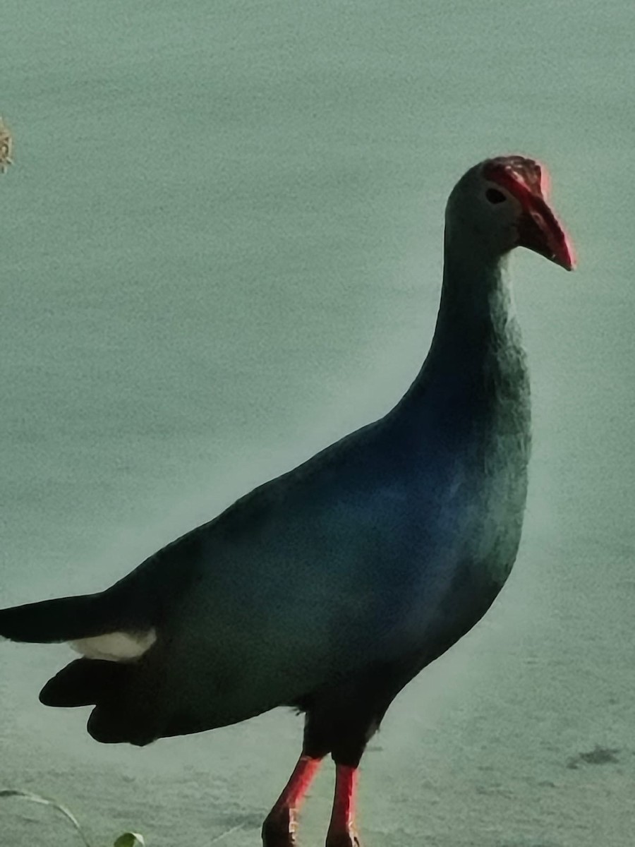 gråhodesultanhøne - ML644518238