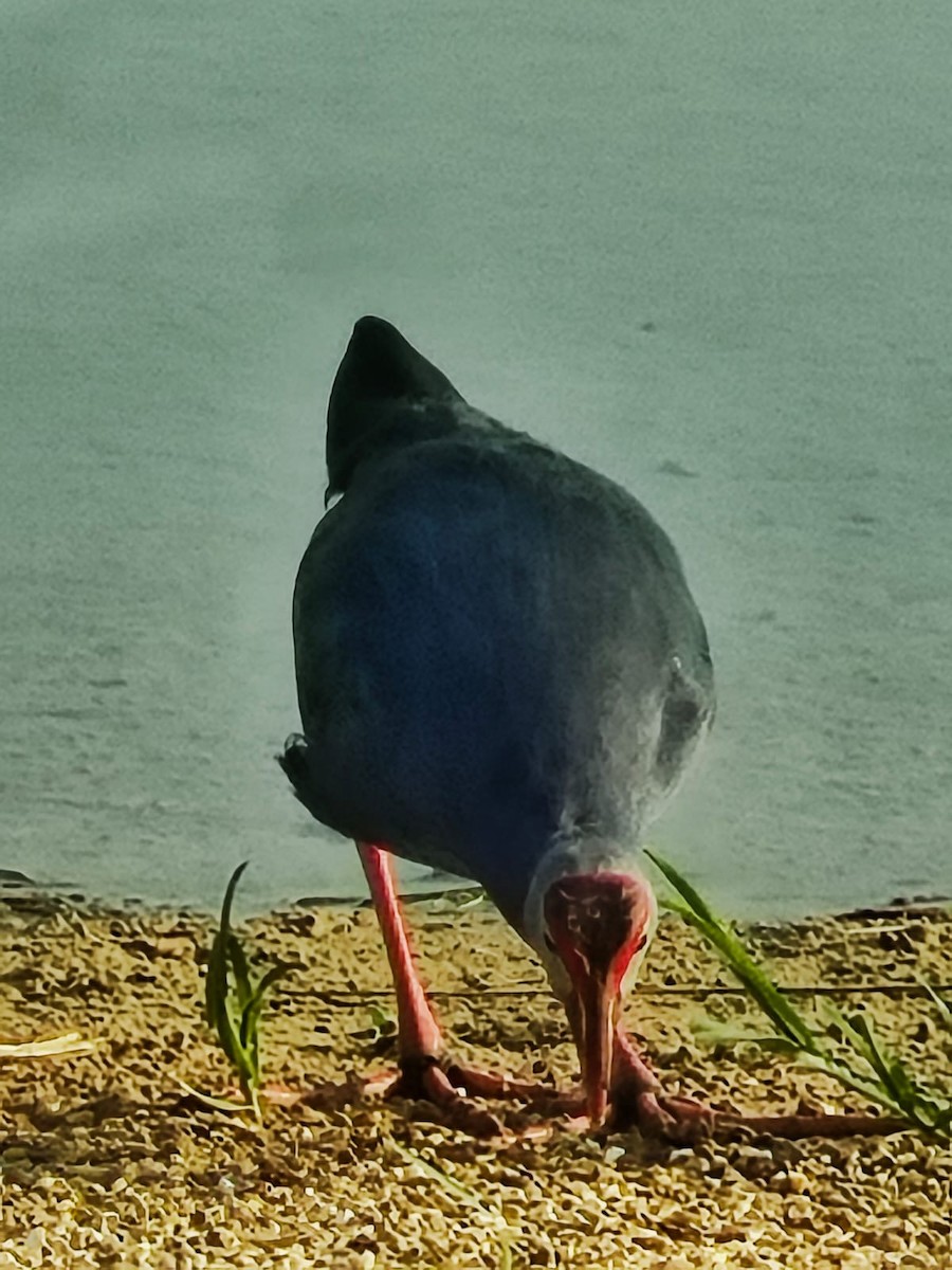 gråhodesultanhøne - ML644518239