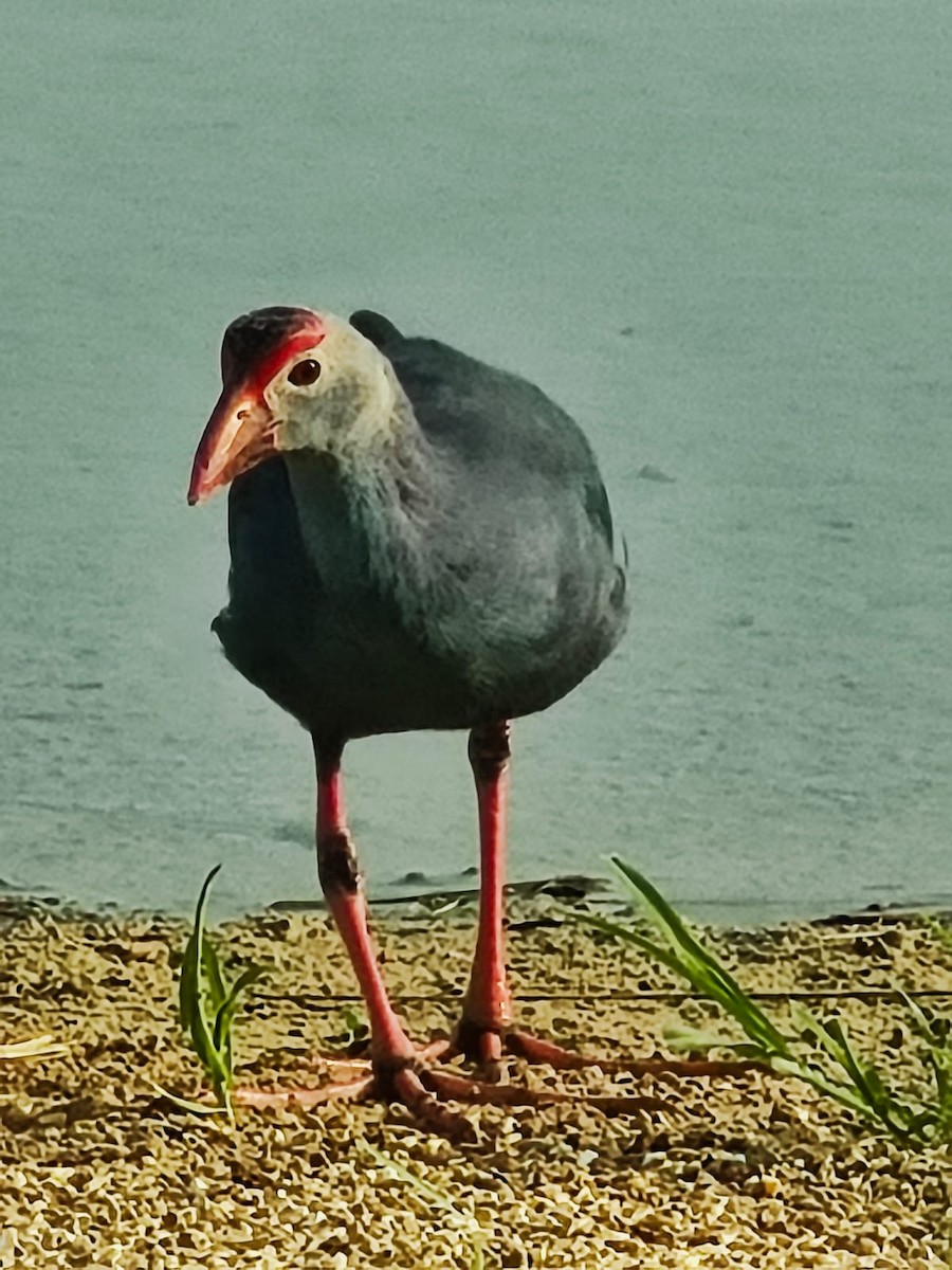 Calamón Cabecigrís - ML644518240