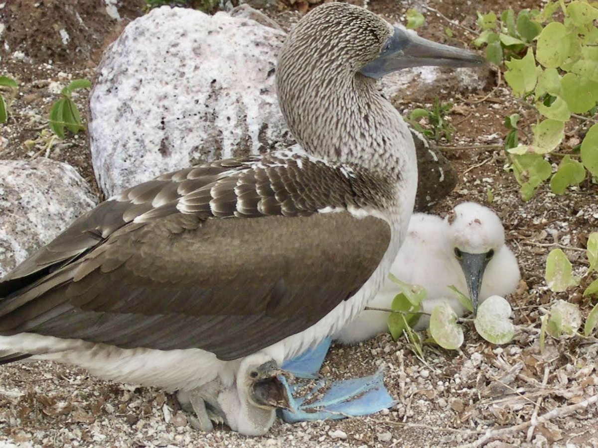 Piquero Camanay - ML644518242