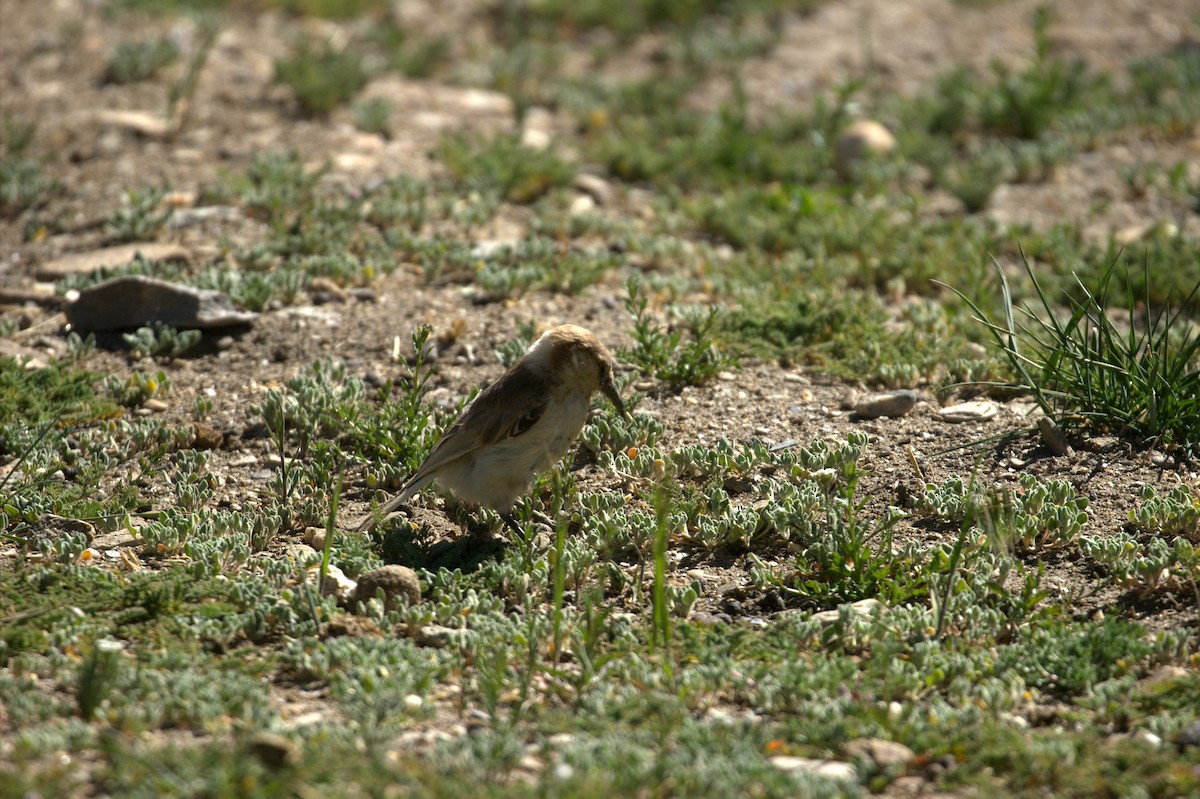 Carbonero Terrestre - ML644518244