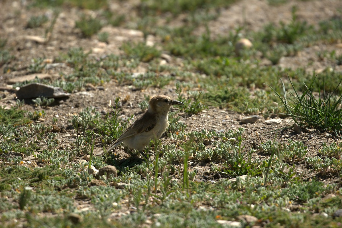 Carbonero Terrestre - ML644518245