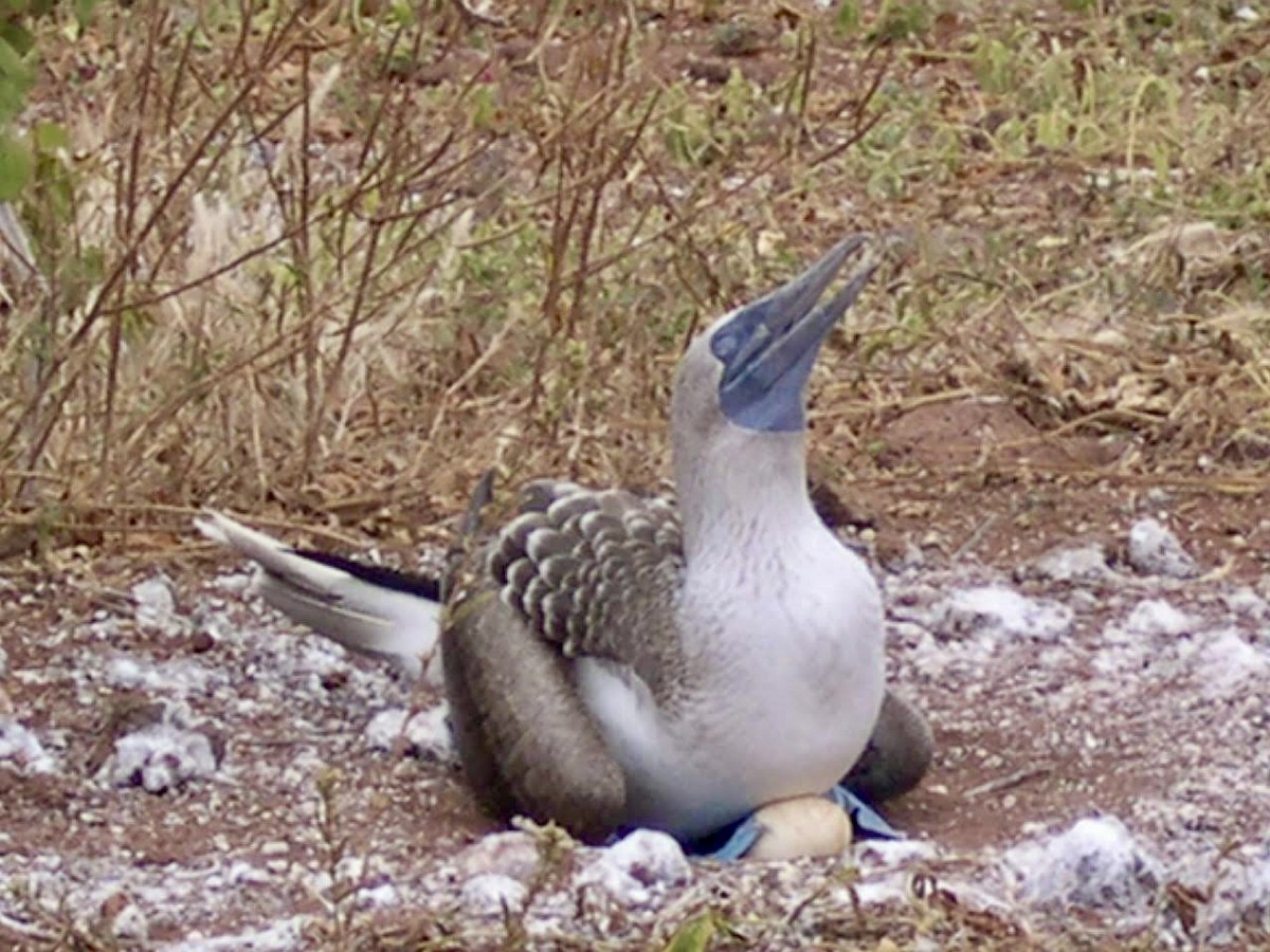 Piquero Camanay - ML644518246