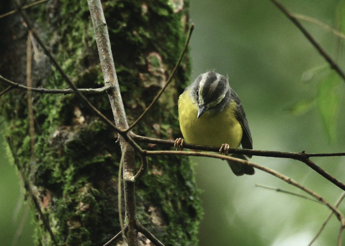 Reinita Coroniestriada - ML644518248
