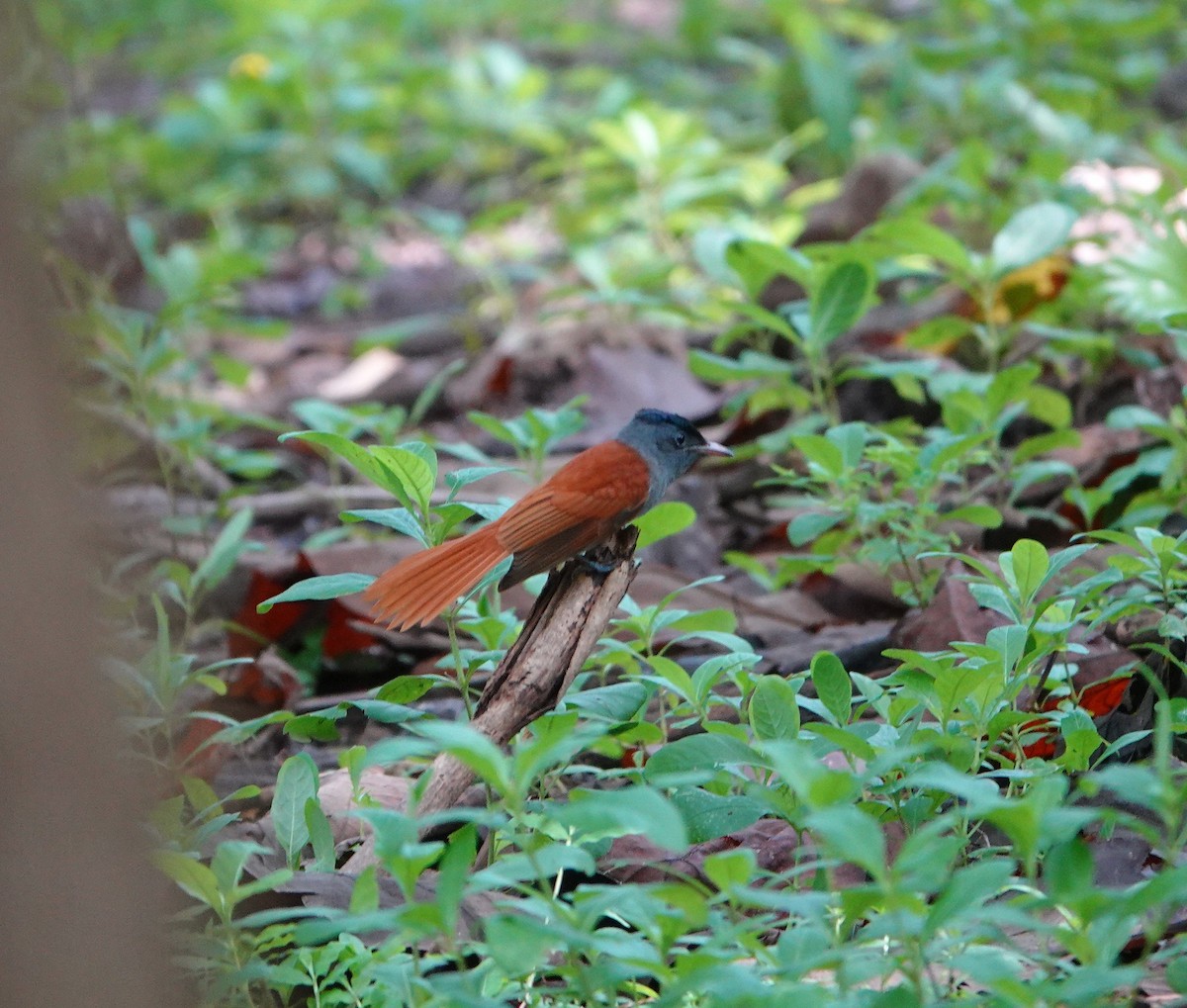 Tchitrec de Blyth - ML644518250