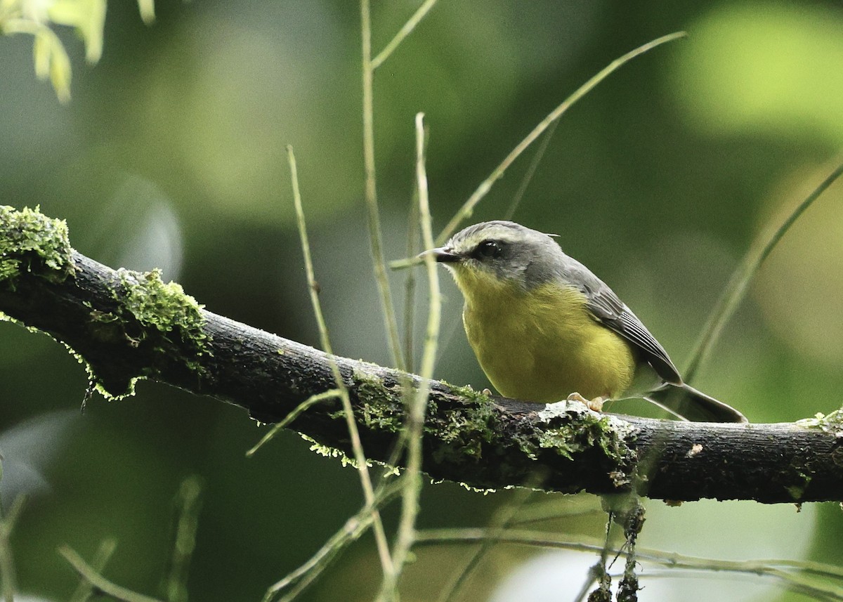 Reinita Coroniestriada - ML644518254