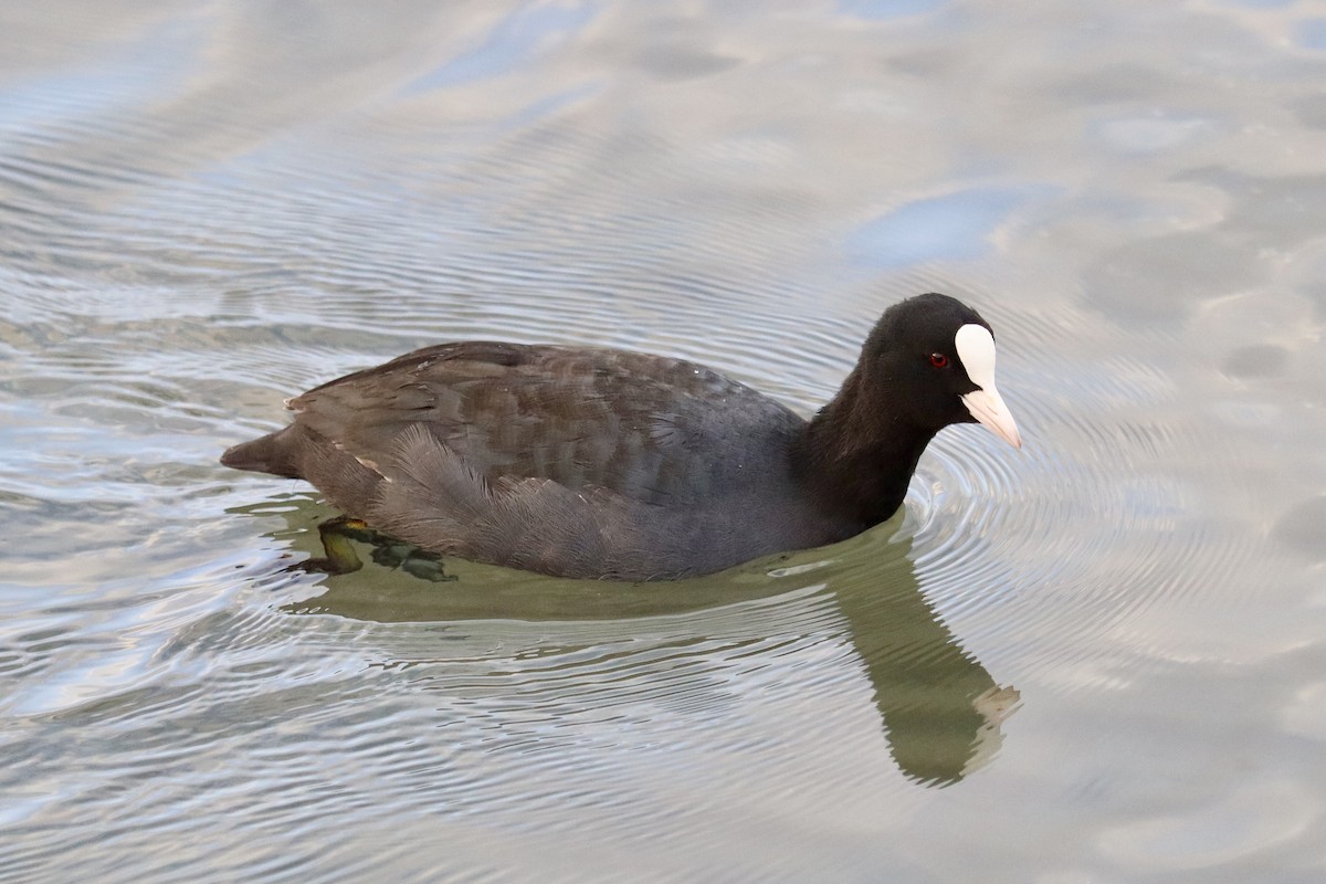 Focha Común - ML644518257