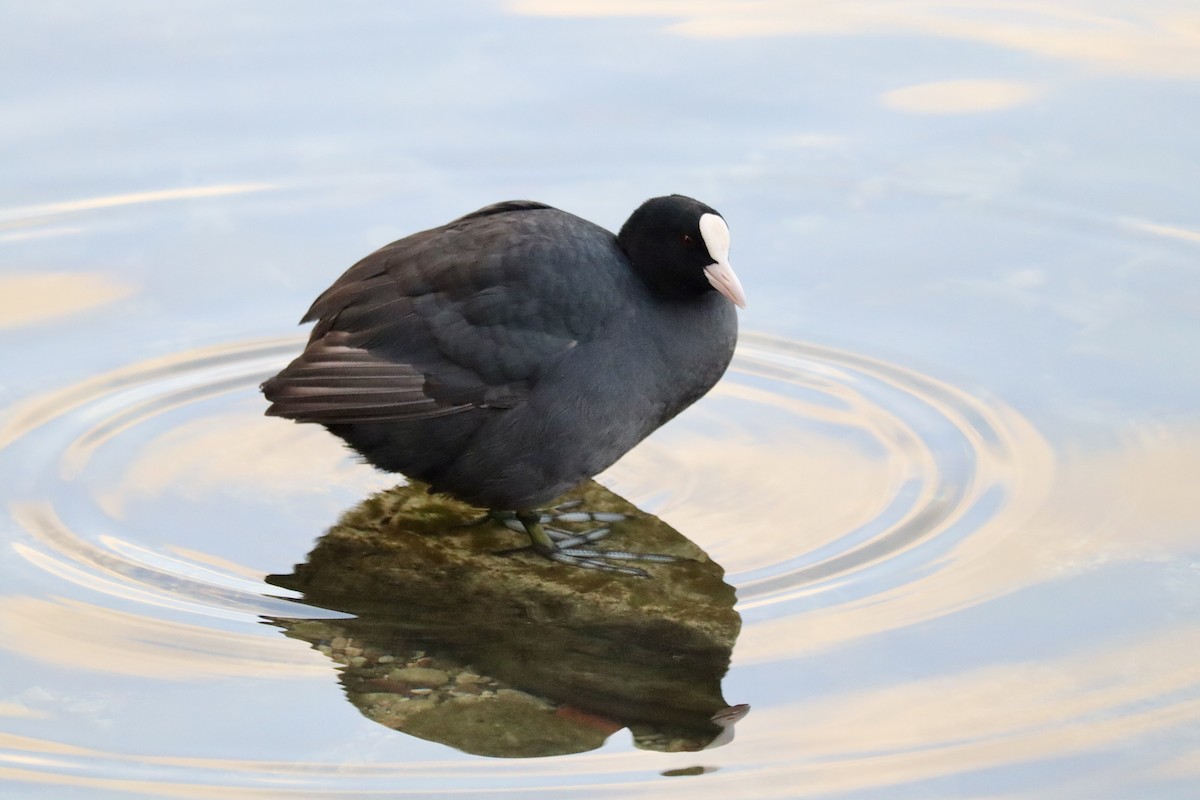 Focha Común - ML644518258