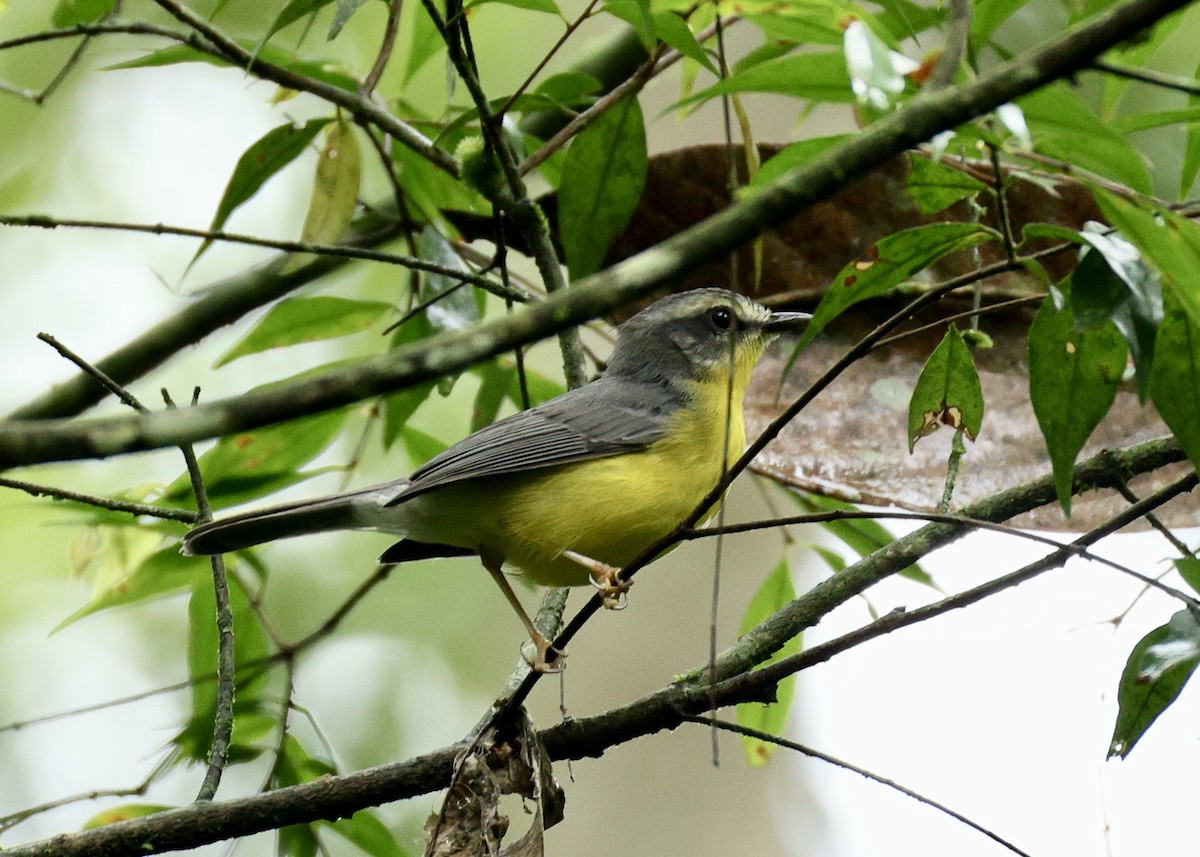 Reinita Coroniestriada - ML644518259