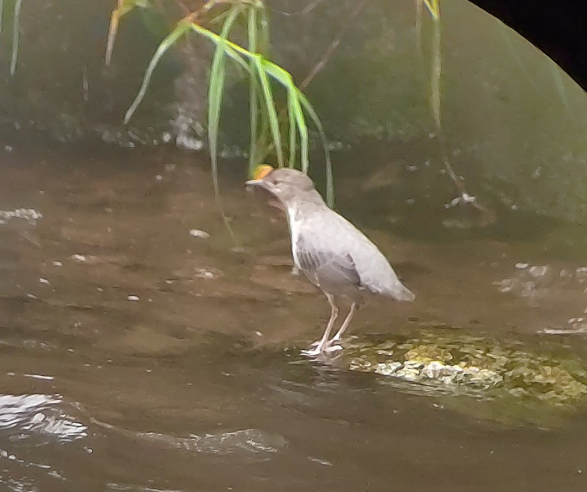 Mirlo Acuático Norteamericano - ML644518260