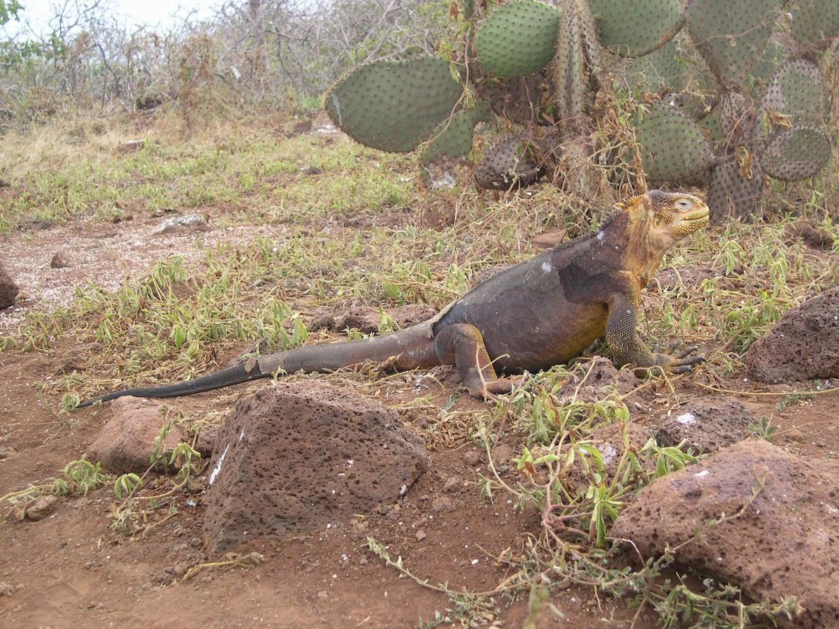 動物界 - ML644518263