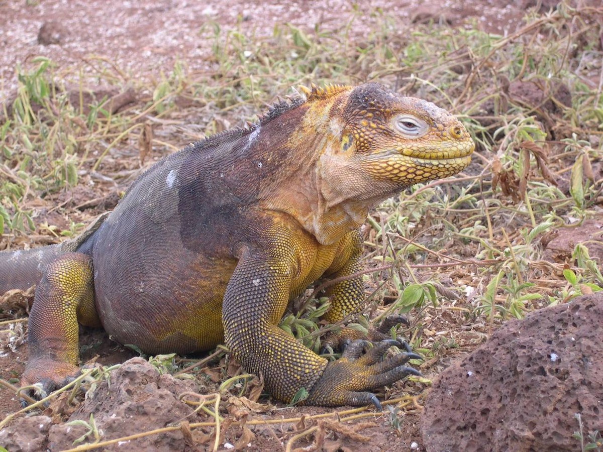 動物界 - ML644518264