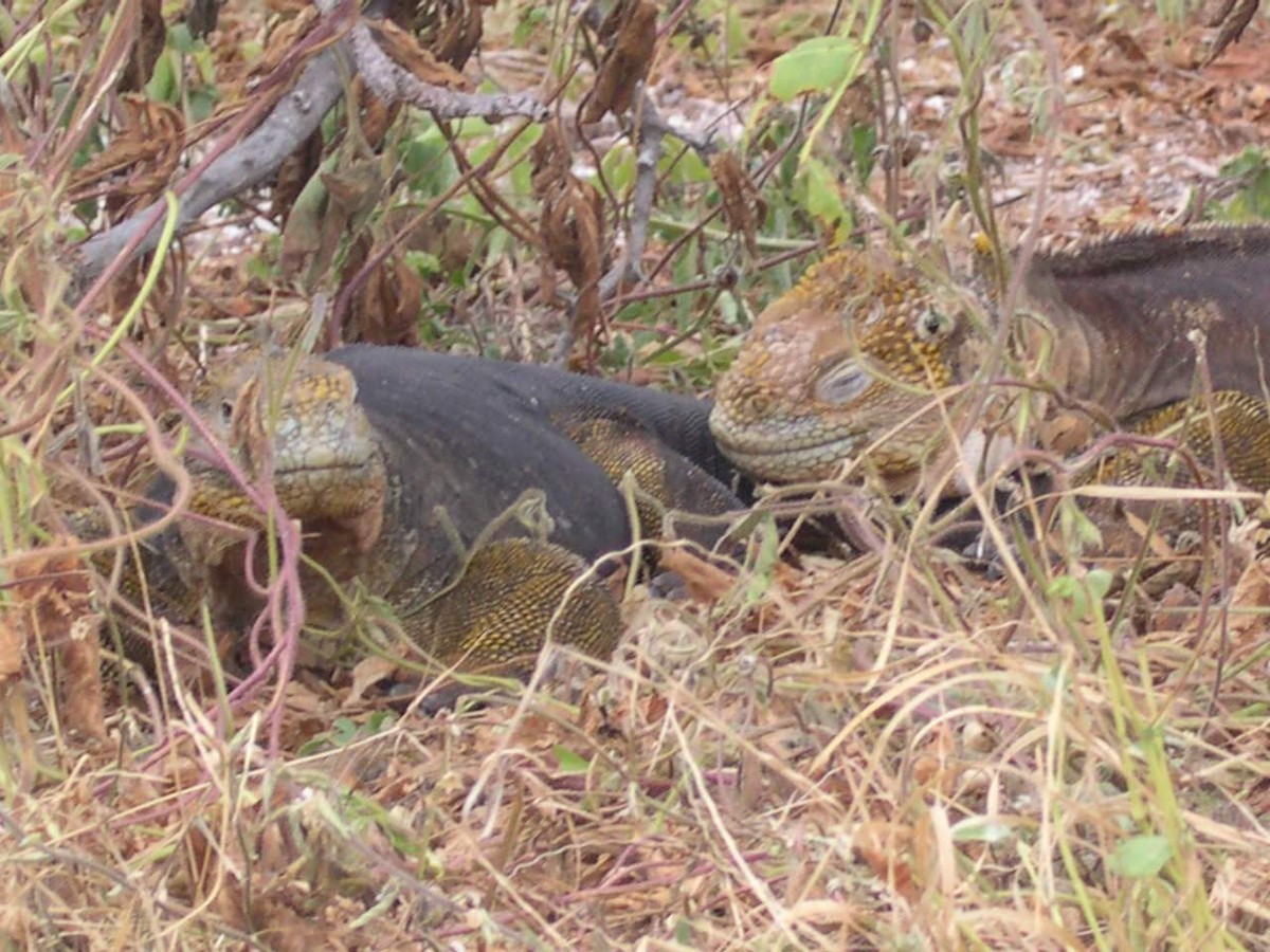 動物界 - ML644518265