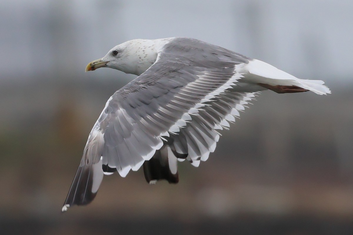 Gaviota Sombría (del Taimyr) - ML644518266