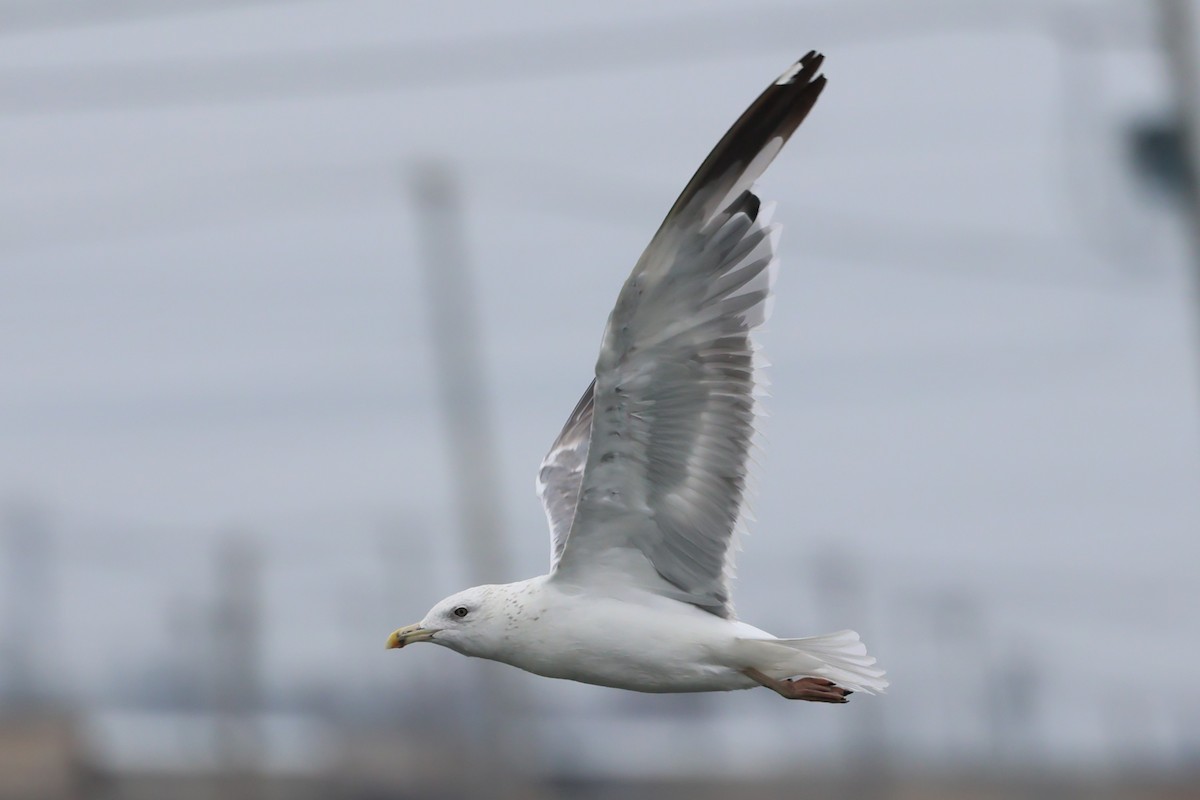 Gaviota Sombría (del Taimyr) - ML644518267