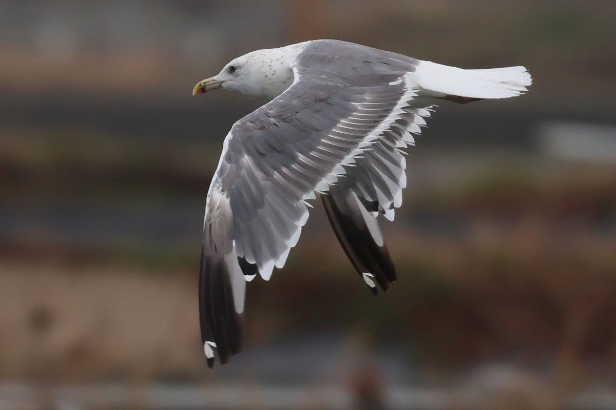 Gaviota Sombría (del Taimyr) - ML644518268