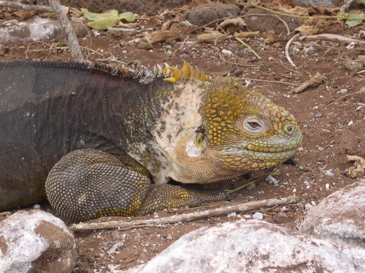 動物界 - ML644518269