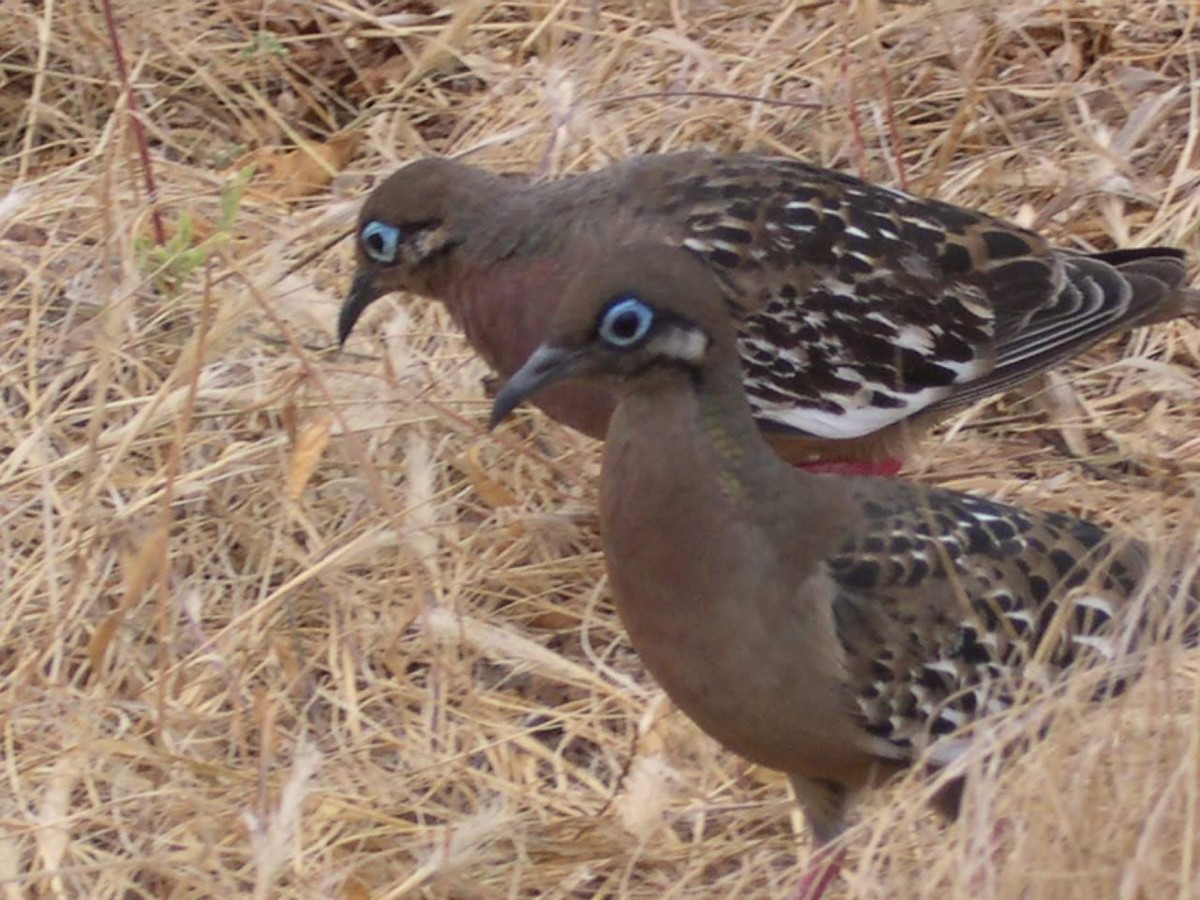 Zenaida de Galápagos - ML644518273
