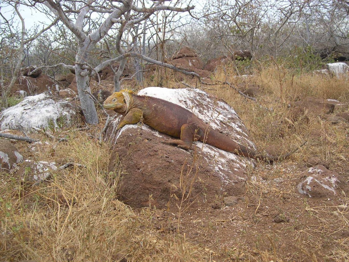 動物界 - ML644518274