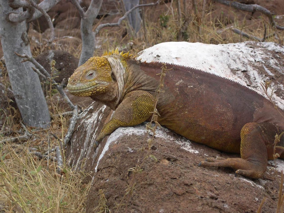 動物界 - ML644518278