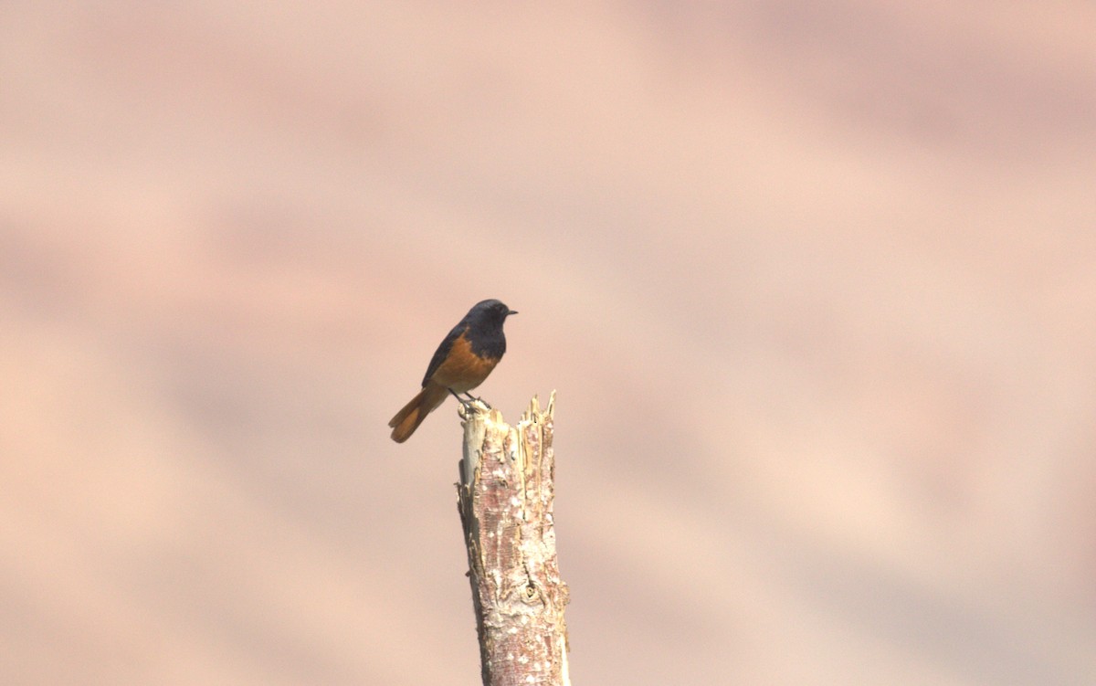 Colirrojo Tizón - ML644518282