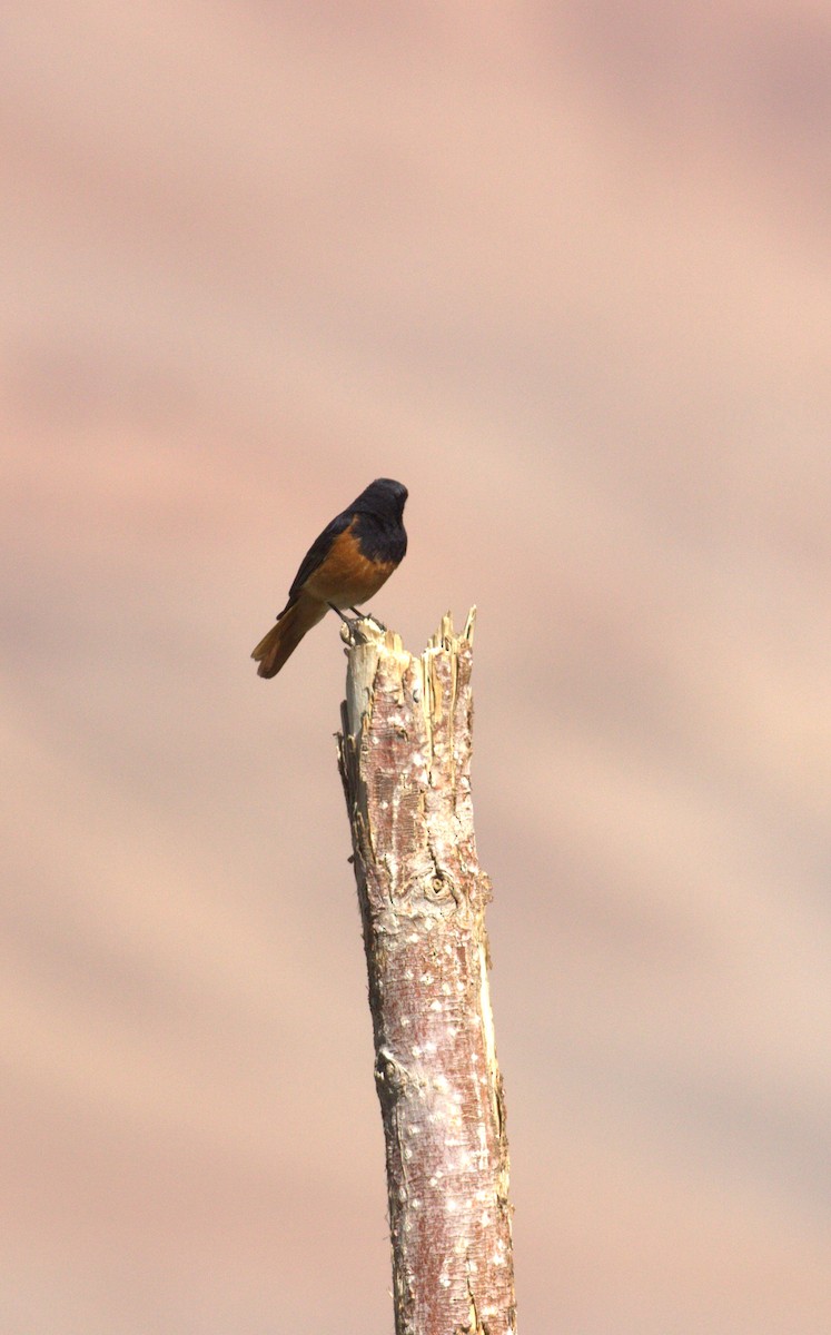 Colirrojo Tizón - ML644518284