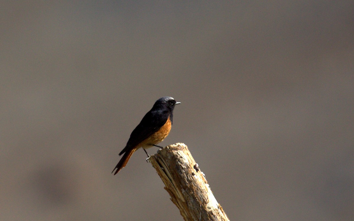 Colirrojo Tizón - ML644518285