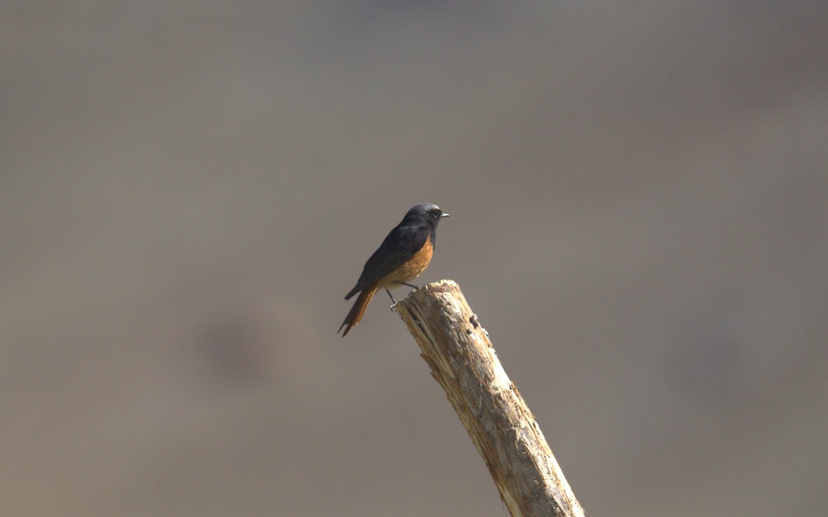 Colirrojo Tizón - ML644518286