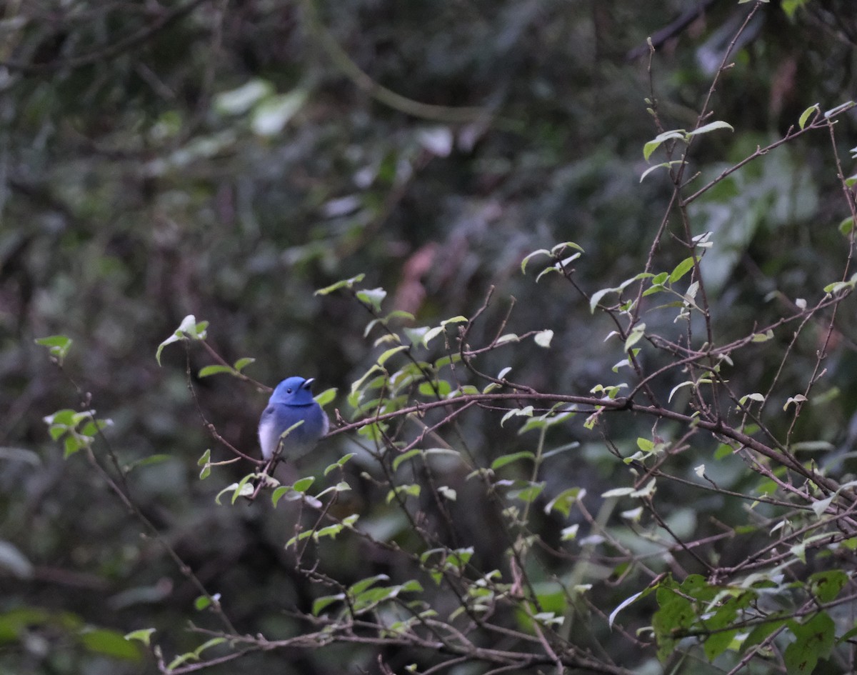 Monarca Nuquinegro - ML644518287