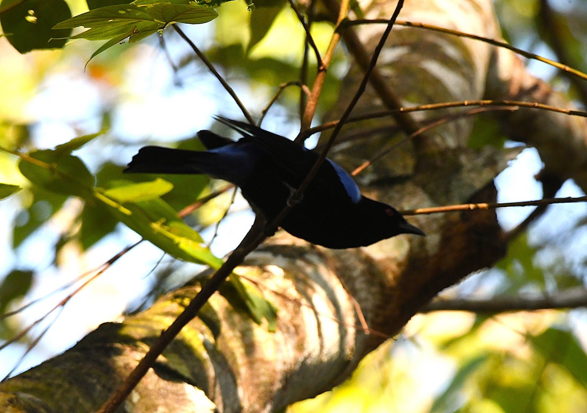 Irena Común - ML644518288