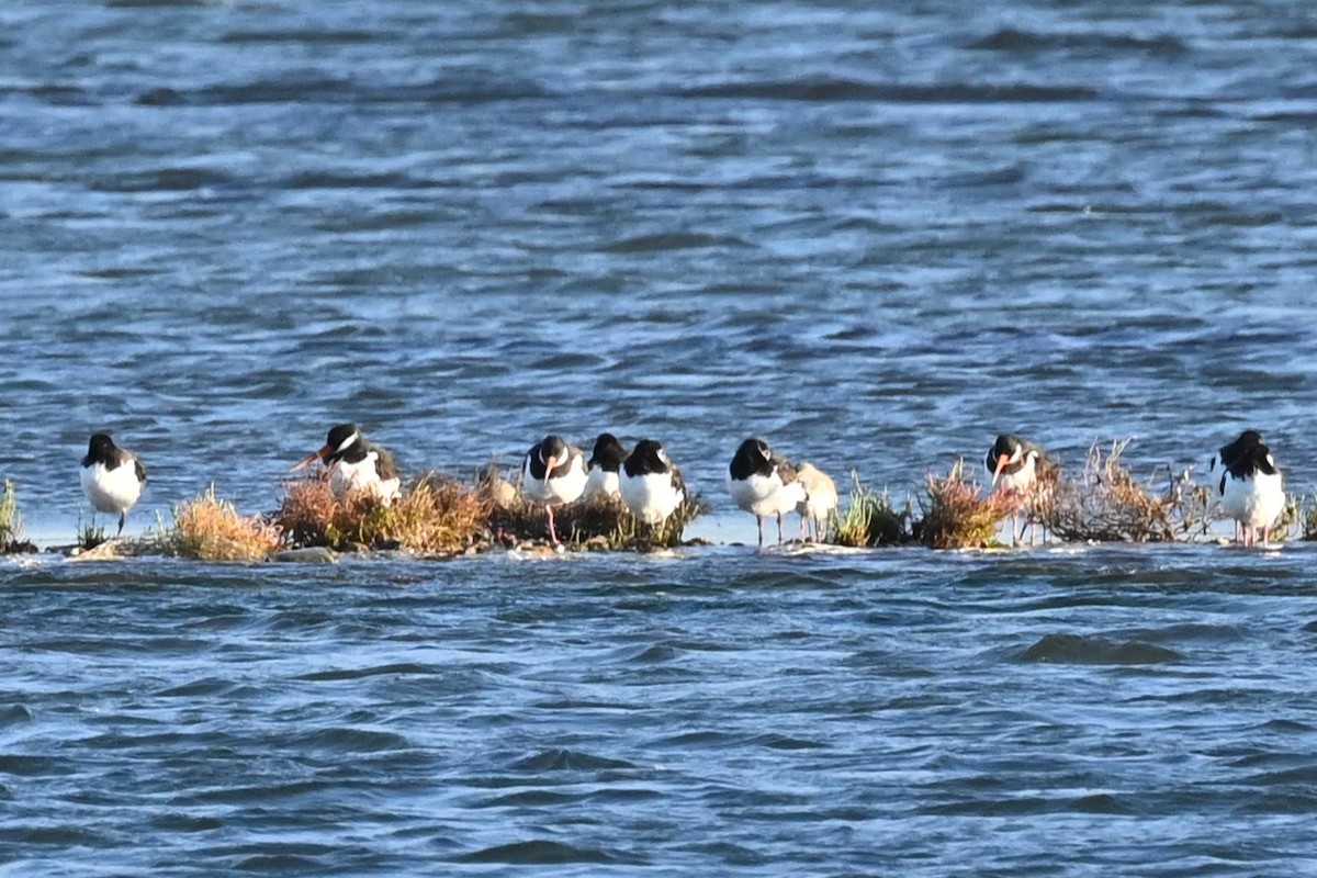 Ostrero Euroasiático - ML644518291