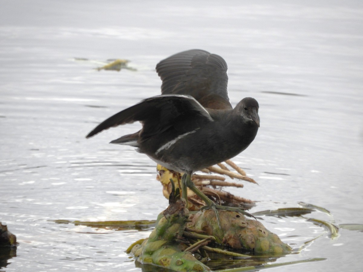 Gallineta Americana - ML644518292